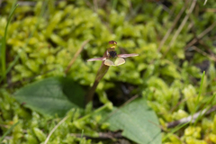 Chiloglottis trapeziformis