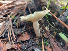 Russula amoenolens