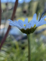 Leucanthemum vulgare