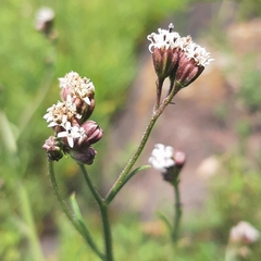 Florestina pedata