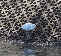 Egretta sacra