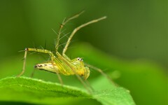Oxyopes