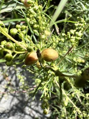 Artemisia morrisonensis