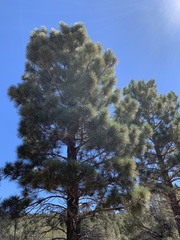 Pinus jeffreyi
