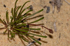 Stylidium kalbarriense