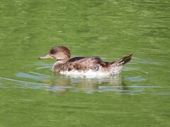 Lophodytes cucullatus