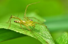 Oxyopes