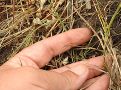 Perideridia gairdneri