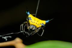 Actinacantha globulata