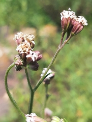 Florestina pedata