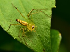 Oxyopes