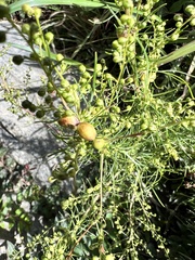 Artemisia morrisonensis