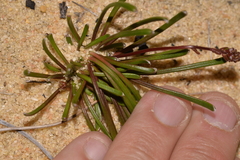 Stylidium kalbarriense