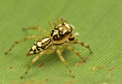 Phintelloides versicolor