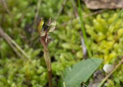 Chiloglottis trapeziformis