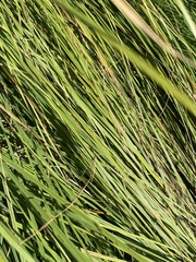 Carex nudata