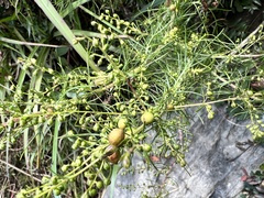 Artemisia morrisonensis