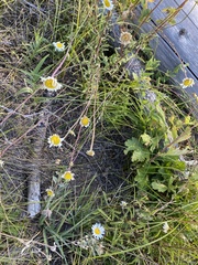 Leucanthemum vulgare
