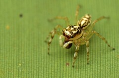 Phintelloides versicolor