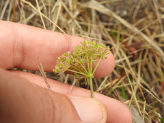 Perideridia gairdneri