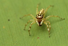 Phintelloides versicolor