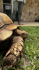 Centrochelys sulcata