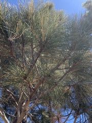 Pinus jeffreyi