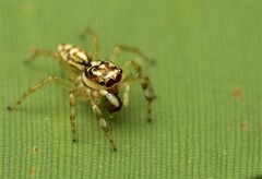 Phintelloides versicolor