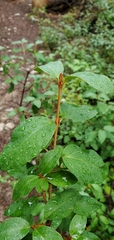 Shepherdia canadensis