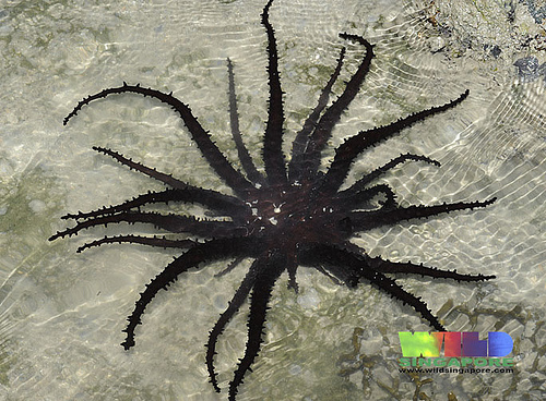 Actinodendridae