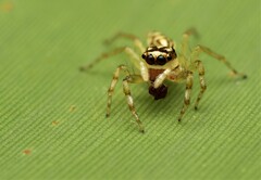 Phintelloides versicolor