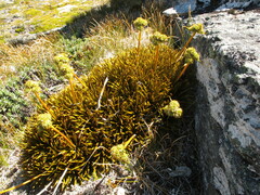 Aciphylla simplex