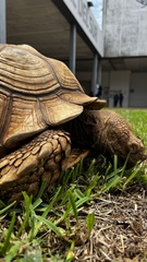 Centrochelys sulcata