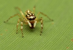 Phintelloides versicolor