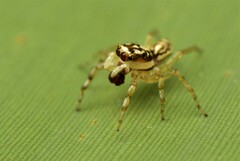 Phintelloides versicolor