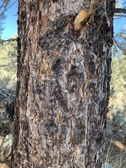 Pinus jeffreyi