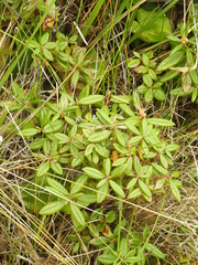 Rhododendron columbianum