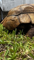 Centrochelys sulcata