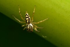 Phintelloides versicolor