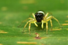 Phintella vittata
