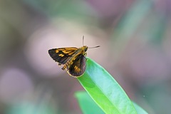 Ampittia virgata