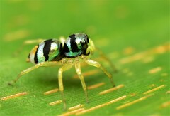 Phintella vittata