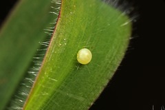 Taractrocera ceramas