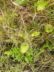 Maianthemum dilatatum