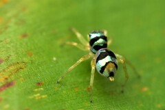 Phintella vittata