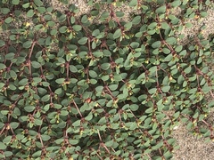 Euphorbia pondii