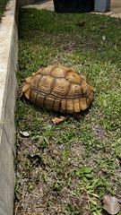 Centrochelys sulcata