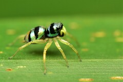 Phintella vittata