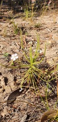 Drosera finlaysoniana