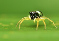 Phintella vittata